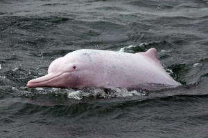 Kínai folyó delfin